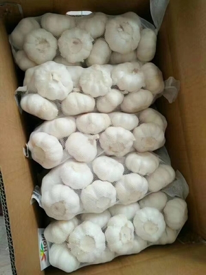 Spicy Fresh Garlic Naturally Bright No Burnt or Mouldy Clean Roots Various Sizes