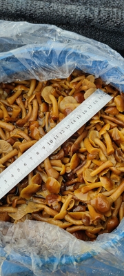Convenient Frozen Mushrooms in Brine with Long Shelf Life and Delicious Taste for Multiple Uses