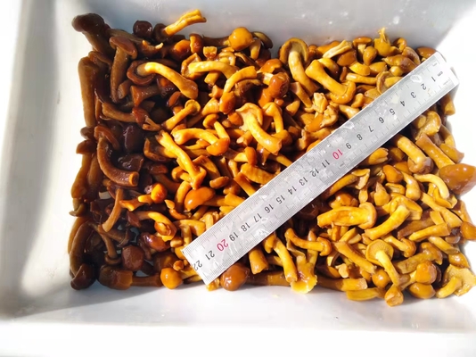 Convenient Frozen Mushrooms in Brine with Long Shelf Life and Delicious Taste for Multiple Uses
