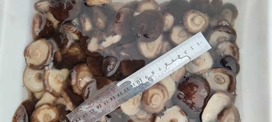 Convenient Frozen Mushrooms in Brine with Long Shelf Life and Delicious Taste for Multiple Uses