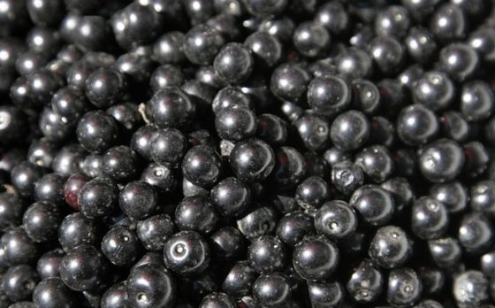 New Corp Top Quality Good Price IQF Frozen Black Currant Frozen Fruits
