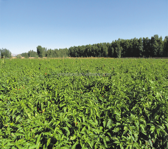 IQF &Omicron;&rho;&gamma;&alpha;&nu;&iota;&kappa;ά &Kappa;ί&tau;&rho;&iota;&nu;&omicron; &rho;&omicron;&delta;ά&kappa;&iota;&nu;&omicron; &mu;&iota;&sigma;ά &pi;&alpha;&gamma;&omega;&mu;έ&nu;&alpha; &phi;&rho;&omicron;ύ&tau;&alpha; &gamma;&lambda;&upsilon;&kappa;&iota;ά &gamma;&epsilon;ύ&sigma;&eta; &chi;ύ&delta;&eta;&nu; &sigma;&upsilon;&sigma;&kappa;&epsilon;&upsilon;&alpha;&sigma;&mu;έ&nu;&alpha; &kappa;&omicron;&nu;&sigma;έ&rho;&beta;&epsilon;&sigmaf; &nu;&epsilon;&rho;ό &pi;&omicron;&lambda;&tau;ό&sigmaf; &omicron;&lambda;ό&kappa;&lambda;&eta;&rho;&omicron;&iota; &kappa;ύ&beta;&omicron;&iota; &zeta;ά&rho;&iota;&alpha; &mu;&iota;&sigma;ά &delta;&iota;&alpha;&theta;έ&sigma;&iota;&mu;&alpha; 9