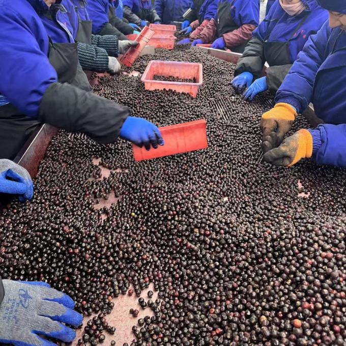 &Zeta;&epsilon;&sigma;&tau;ή &pi;ώ&lambda;&eta;&sigma;&eta; &Kappa;&alpha;&tau;&epsilon;&psi;&upsilon;&gamma;&mu;έ&nu;&alpha; &phi;&rho;&omicron;ύ&tau;&alpha; IQF Blueberry 10kg &Kappa;&alpha;&tau;&epsilon;&psi;&upsilon;&gamma;&mu;έ&nu;&alpha; Blueberry &chi;&omicron;&nu;&delta;&rho;&iota;&kappa;ά 4