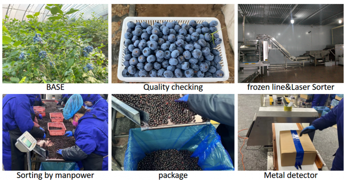 &Zeta;&epsilon;&sigma;&tau;ή &pi;ώ&lambda;&eta;&sigma;&eta; &Kappa;&alpha;&tau;&epsilon;&psi;&upsilon;&gamma;&mu;έ&nu;&alpha; &phi;&rho;&omicron;ύ&tau;&alpha; IQF Blueberry 10kg &Kappa;&alpha;&tau;&epsilon;&psi;&upsilon;&gamma;&mu;έ&nu;&alpha; Blueberry &chi;&omicron;&nu;&delta;&rho;&iota;&kappa;ά 3