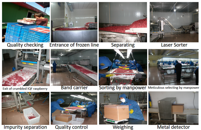 &Chi;&omicron;&nu;&delta;&rho;&iota;&kappa;ή &Tau;&iota;&mu;ή &Epsilon;&rho;&gamma;&omicron;&sigma;&tau;&alpha;&sigma;ί&omicron;&upsilon; IQF &Kappa;&alpha;&tau;&epsilon;&psi;&upsilon;&gamma;&mu;έ&nu;&omicron;&upsilon; &Rho;&alpha;&phi;ή&sigmaf; &mu;&epsilon; &Alpha;&upsilon;&sigma;&tau;&eta;&rho;ό Έ&lambda;&epsilon;&gamma;&chi;&omicron; &Pi;&omicron;&iota;ό&tau;&eta;&tau;&alpha;&sigmaf; &kappa;&alpha;&iota; &Kappa;&alpha;&lambda;ή &Gamma;&epsilon;ύ&sigma;&eta; 0