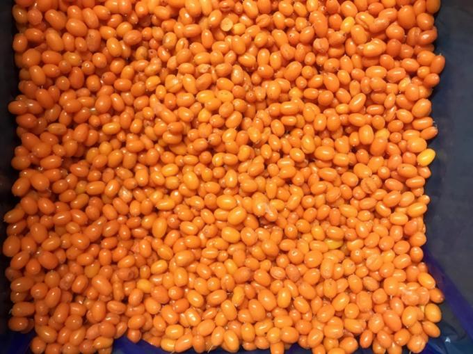 &Pi;&rho;&omicron;έ&lambda;&epsilon;&upsilon;&sigma;&eta; &Kappa;ί&nu;&alpha; IQF Fresh Frozen Wild Sea Buckthorn First Class Sea-buckthorn Lingonberry &Rho;&alpha;&mu;&beta;&omicron;ύ&rho;&iota;&epsilon;&sigmaf;, &beta;&alpha;&tau;ό&mu;&omicron;&upsilon;&rho;&alpha; &Mu;&iota;&kappa;&tau;ά &mu;&omicron;ύ&rho;&alpha; 3