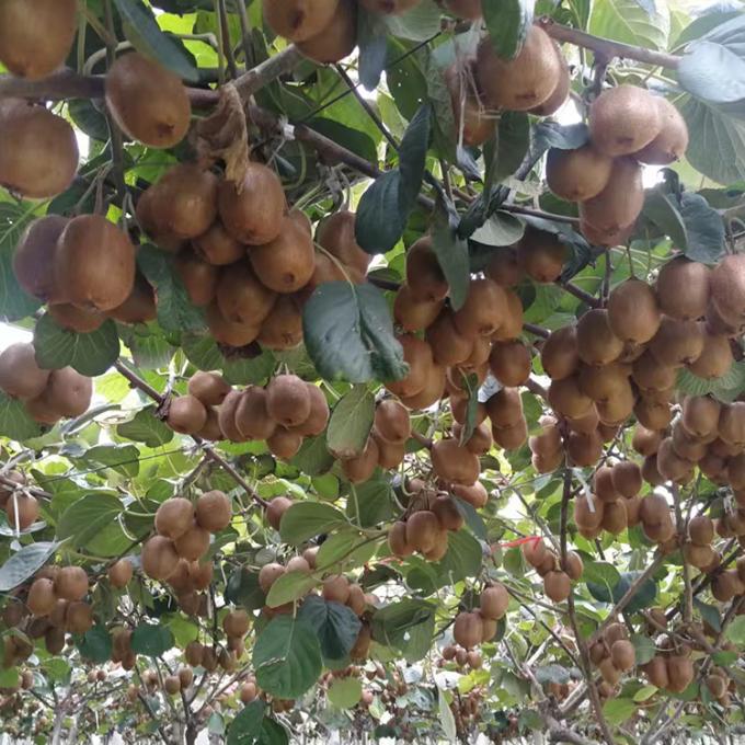 &Kappa;ί&beta;&iota; &Phi;&rho;&omicron;ύ&tau;&alpha; &Kappa;&alpha;&tau;&epsilon;&psi;&upsilon;&gamma;&mu;έ&nu;&alpha; &Phi;&rho;&omicron;ύ&tau;&alpha; &Kappa;&alpha;&tau;&epsilon;&psi;&upsilon;&gamma;&mu;έ&nu;&alpha; &Kappa;ί&beta;&iota; &Sigma;&phi;&alpha;ί&rho;&alpha; &Pi;&omicron;&iota;ό&tau;&eta;&tau;&alpha; &Phi;&upsilon;&sigma;&iota;&kappa;ή 2