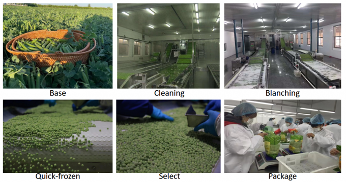 &Chi;&omicron;&nu;&delta;&rho;&iota;&kappa;ό&sigmaf; &pi;&rho;&omicron;&mu;&eta;&theta;&epsilon;&upsilon;&tau;ή&sigmaf; &lambda;&iota;&alpha;&nu;&iota;&kappa;ή&sigmaf; IQF &Pi;&alpha;&gamma;&omega;&mu;έ&nu;&alpha; &pi;&rho;ά&sigma;&iota;&nu;&alpha; &mu;&pi;&iota;&zeta;έ&lambda;&iota;&alpha; 10kg 400gm &sigma;&upsilon;&sigma;&kappa;&epsilon;&upsilon;&alpha;&sigma;&mu;έ&nu;&alpha; 3