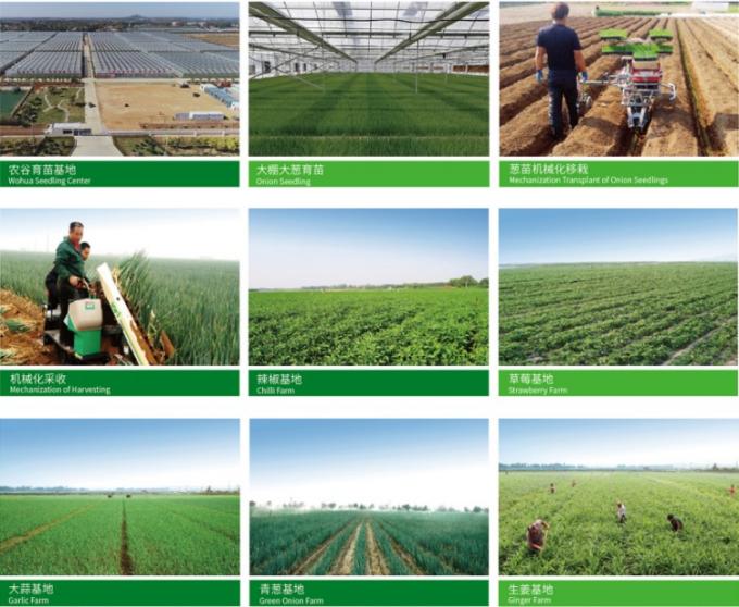 &Phi;&rho;έ&sigma;&kappa;&omicron; &kappa;&iota;&nu;έ&zeta;&iota;&kappa;&omicron; 4P &kappa;&alpha;&theta;&alpha;&rho;ό &lambda;&epsilon;&upsilon;&kappa;ό &sigma;&kappa;ό&rho;&delta;&omicron; &phi;&theta;&eta;&nu;ή &tau;&iota;&mu;ή &phi;&rho;έ&sigma;&kappa;&alpha; &lambda;&alpha;&chi;&alpha;&nu;&iota;&kappa;ά &gamma;&iota;&alpha; &chi;&omicron;&nu;&delta;&rho;&iota;&kappa;ό &epsilon;&mu;&pi;ό&rho;&iota;&omicron; 0